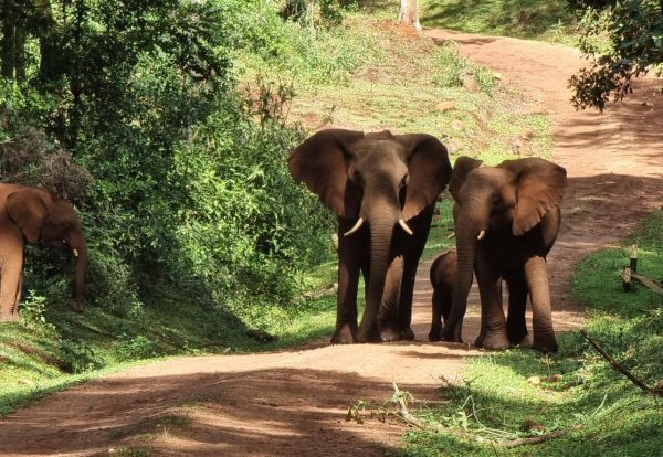 Mt. Elgon Biosphere Reserve in Kenya and Uganda enjoined and designated as second UNESCO Transboundary Biosphere Reserve in Africa