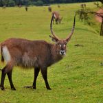 Mount Elgon Biosphere Reserve animals 2