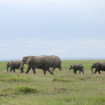 KNATCOM Successfully Coordinated Periodic Review of the Amboseli Biosphere Reserve