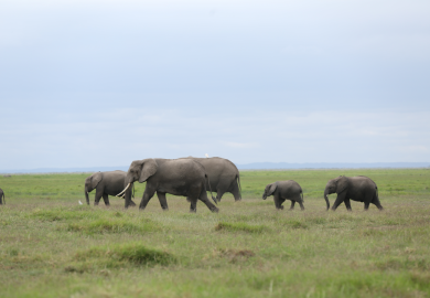 Elephants at the Amboseli National Park in Kenya