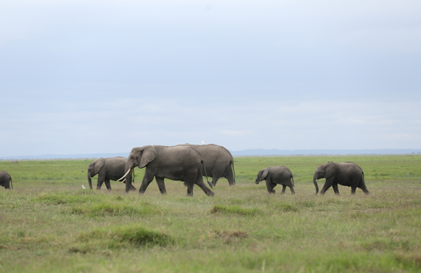 Elephants at the Amboseli National Park in Kenya
