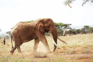 An elephants with exceptionally large tusks at the Amboseli National park