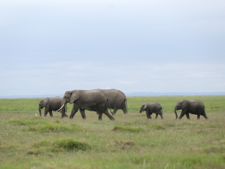 Elephants at the Amboseli National Park in Kenya