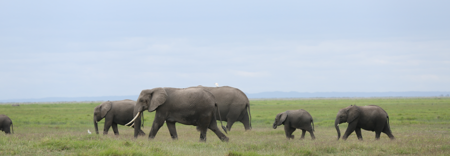 Elephants at the Amboseli National Park in Kenya