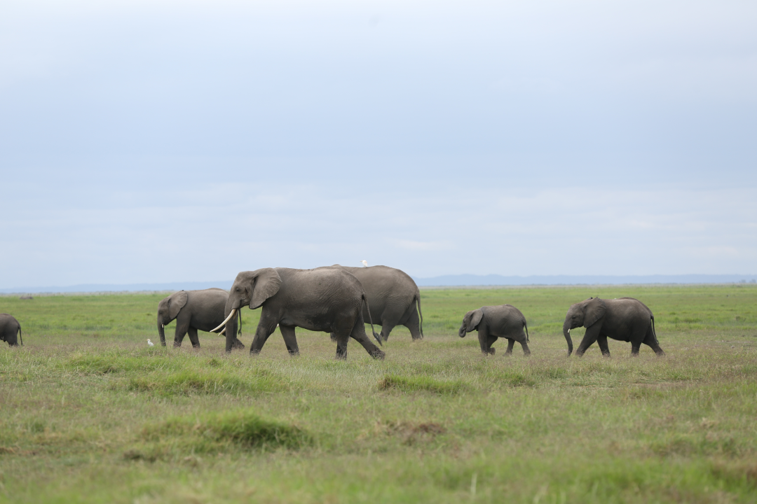 Elephants at the Amboseli National Park in Kenya